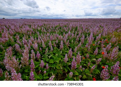 Field Of The Clary Sage Flowers. Cloudy Sky.