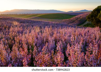 Field Of The Clary Sage On The Hills. Sunrise.