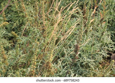 field close up