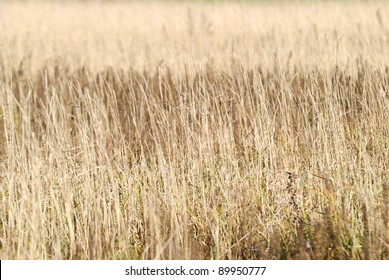 field close-up pattern