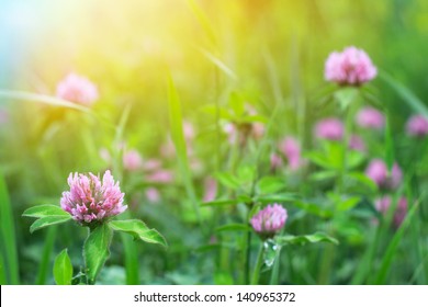 Field Of Clover Flowers