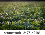 A field of clover in rural Sussex, on a sunny summer