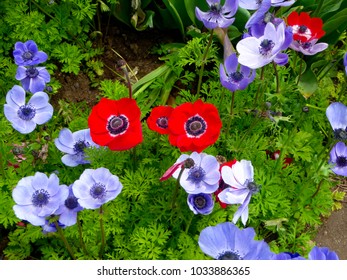 A Field Of Colorful Anemone Flowers Blooming In Early Spring At Shanghai Flower Port China On A Sunny Day .