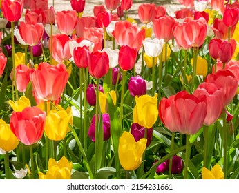 Field of colorful blooming tulips, large group of multi colored flowers nature vivid background, nobody. Bright natural floral pattern, beautiful tulip field in the sun summertime, sunlight, no people