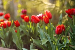 Feld Der Bunten Blühenden Tulpen An Der Sonne. Sonniger Tag Mit Roten Frühlingsblumen