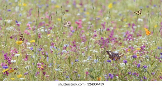 Field with colorful blooming wild spring flowers and butterflies - Powered by Shutterstock