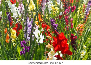 Field Of Colorful Gladioli Flowers