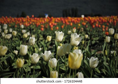 A Field Of Colorful Tulips In Fraser Valley BC Canada