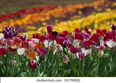 Field Of Colorful Tulips In Haymarket, Virginia In Prince William County.