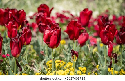 Field of colorful tulips, many red flowers. Field of spring flowers. Tulip field Red tulips, yellow tulips, pink flowers.