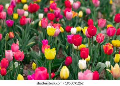 Field of colorful tulips red tulips field many red flowers spring flowers field tulip red tulips yellow tulips pink flowers field  - Powered by Shutterstock