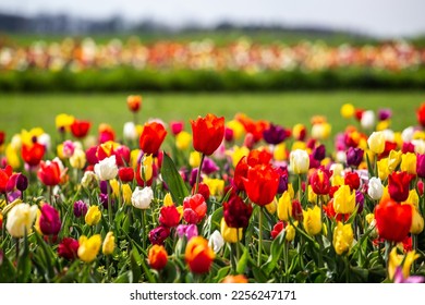 Field of colorful tulips red tulips field many red flowers spring flowers field tulip red tulips yellow tulips pink flowers field  - Powered by Shutterstock