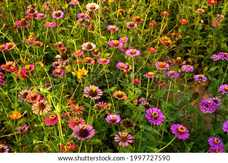 A field of colorfull Common Zinnia flowers (Zinnia elegans L) Photo stock © 