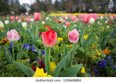 A Field Of Colourful Tulips In Floriade, Canberra.