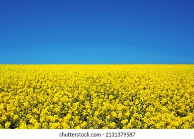 Field of colza rapeseed yellow flowers and blue sky, Ukrainian flag colors, Ukraine agriculture illustration - Shutterstock ID 2131379587