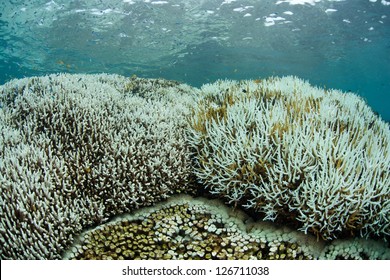 A field of corals has been bleached as high sea surface temperatures have caused the corals' symbiotic dinoflagellates to exit the corals' tissues.  If temperatures do not fall the corals will die.