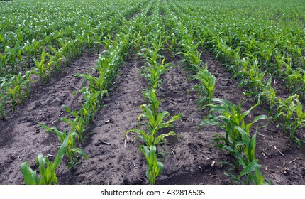 Field corn 