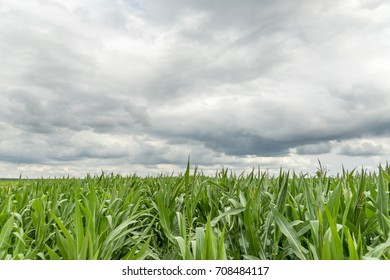 field of corn 