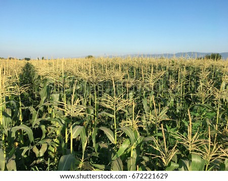 field of corn