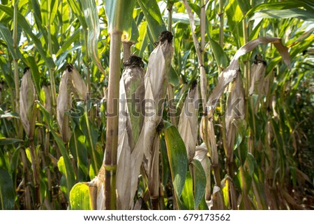 a field of corn