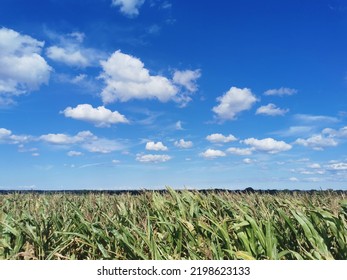 a field of corn with a blue sky and clouds
