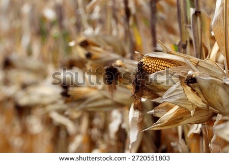 Field corn drying on the stalk