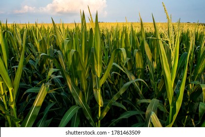 Field of corn from eye level with blue sky, long corn stalk leaves and yellow tassels, sunset, rows of corn, closeup, rural countryside, corn crop, harvest time