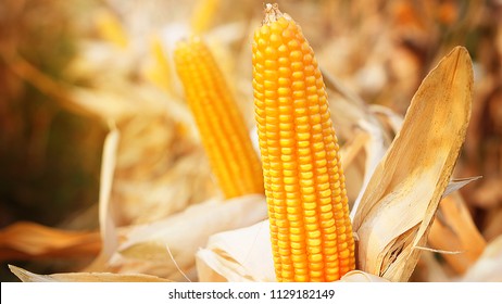 Field Corn Or Maize In Field At Dry Stage In Harvest Season, Yellow/orange Kernel Closeup