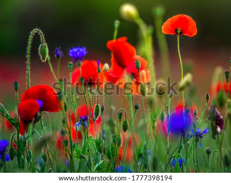 Similar – Image, Stock Photo red corn poppy flower in foreground, black dust vessels, macro