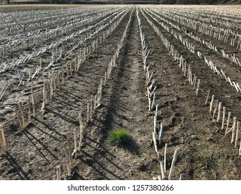 Field Of Corn Stubble In Winter. Diminishing Perspective, Looking Down The Straight Rows To The Vanishing Point. Somerset, UK