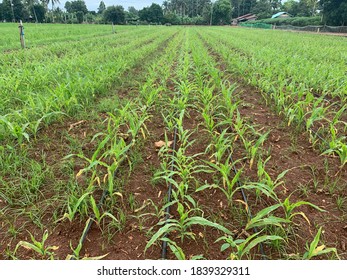 The Field Of Corn With Worm Bite Leave.