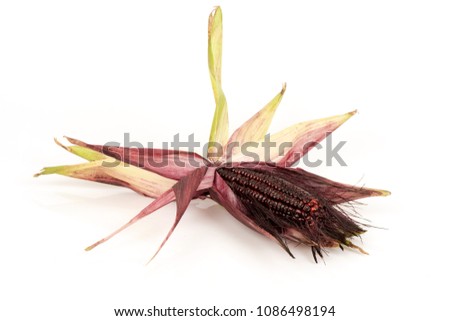 Field Corn (Zea mays L.) contains high levels of anthocyanins, which have the potential for potent antioxidants. Stock fotó © 