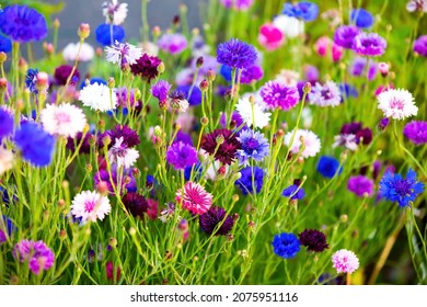 Field of cornflowers in blue, purple, pink, burgundy, and white blooms