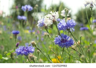 A field with cornflowers and other wildflowers