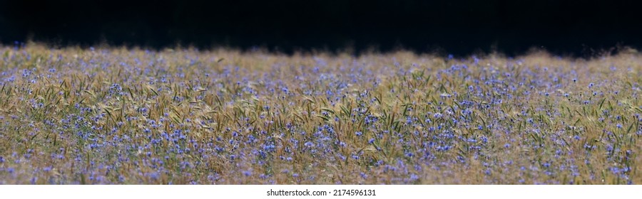 field with cornflowers panoramic picture - Powered by Shutterstock