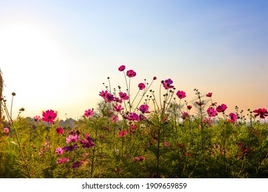 Field of cosmos flower with sky.
