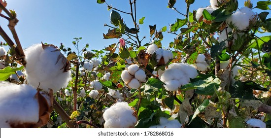 A Field Of Cotton Nearly Ready For Harvest. White Puffy Balls, Green Leaves And Stems On The Plants And Blue Sky With Plenty Of Southwestern Sun. Marana, Arizona, USA.