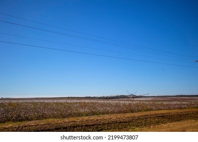 Field Of Cotton On A Farm In Rural South Georgia Clear Blue Sky Distant USA