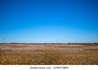 Field Of Cotton On A Farm In Rural South Georgia Clear Blue Sky USA