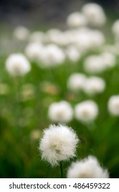 Field Of Cottongrass In The Mountains