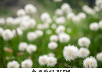 Field Of Cottongrass In The Mountains