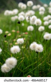 Field Of Cottongrass In The Mountains