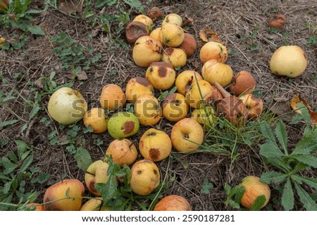 Field covered with fallen apples, ranging from fresh to rotten. Overripe fruit scattered beneath trees, slowly spoiling on the damp earth, top view