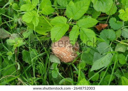 Field covered with fallen apples, ranging from fresh to rotten. Overripe fruit scattered beneath trees, slowly spoiling on the damp earth, top view