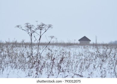 Field With Cowparsnip And Home.