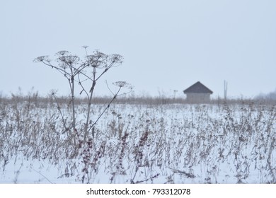 Field With Cowparsnip And Home.