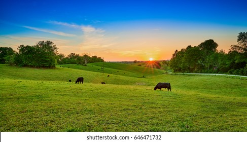 Field of Cows Grazing at Sunset