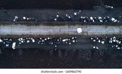 field with cows top view