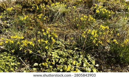 Field of Cowslips Blooming in the Spring