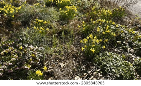 Field of Cowslips Blooming in the Spring